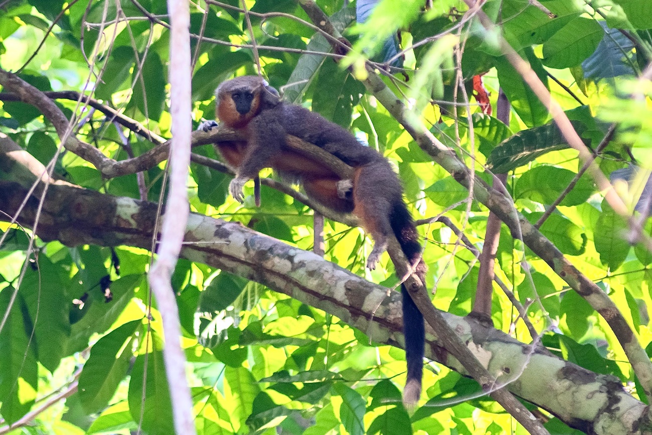 Foto: Lucas Eduardo Araújo Silva.