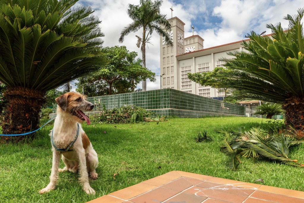 Feira de adoção contará com 20 animais em busca de um lar no Parque Tia Nair